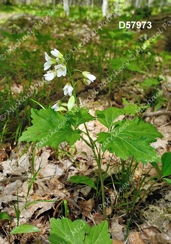 Twoleaf Toothwort (Cardamine diphylla)